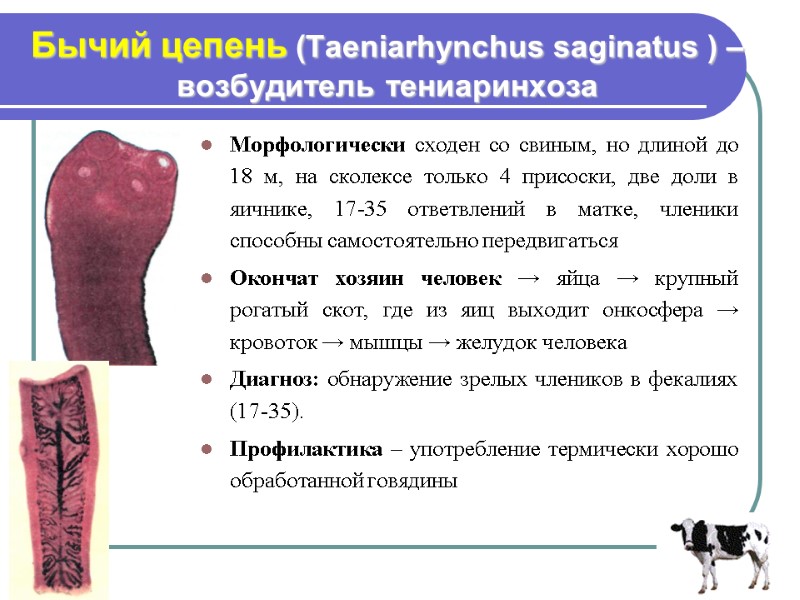 Бычий цепень (Taeniarhynchus saginatus ) –  возбудитель тениаринхоза Морфологически сходен со свиным, но